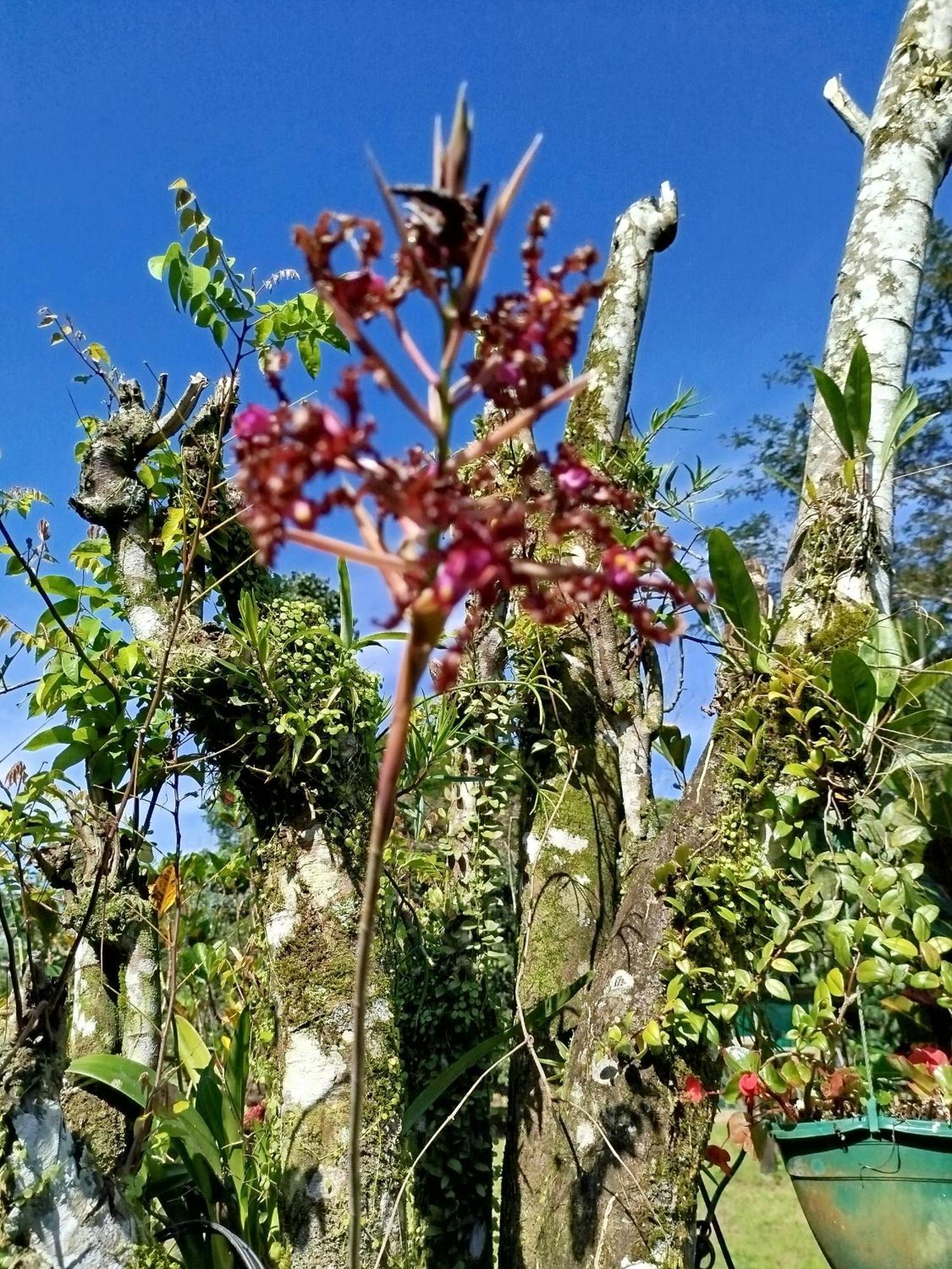 Paraiso Verde Siqurres Da Alegria Eksteriør bilde