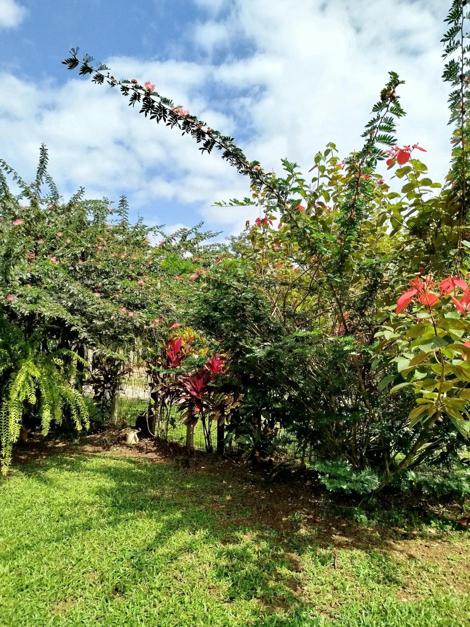 Paraiso Verde Siqurres Da Alegria Rom bilde